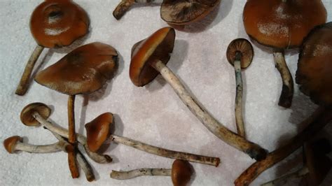 Psilocybe Azurescens Mushroom Hunting And Identification