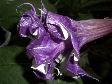 Begin pruning the plant when the main trunk forms the first y. Mad Snapper: Datura fastuosa