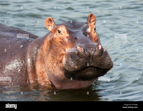Fotografía Por © Jamie Callister Hippos En El Río Nilo El Parque