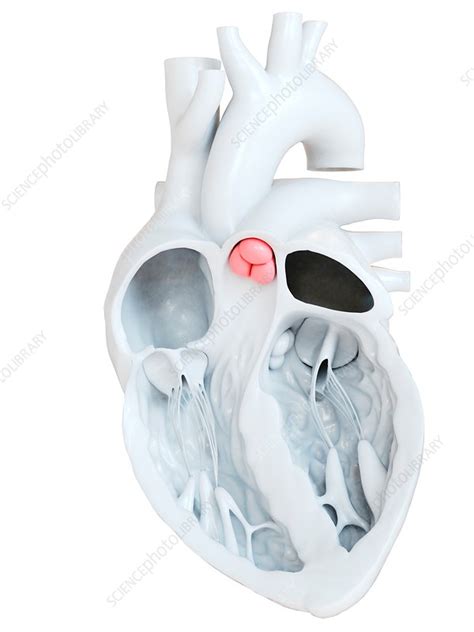 Human Heart Pulmonary Valve Illustration Stock Image F0207907