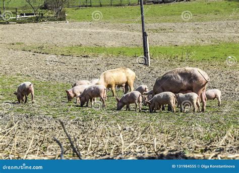 Mother Pig With Her Piglets On A Meadow Eat Farm Agriculture Pork Stock