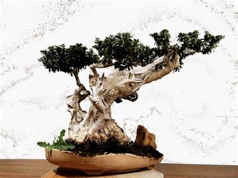 If there were a fire and i could take only two trees. Olive Bonsai - YouTube