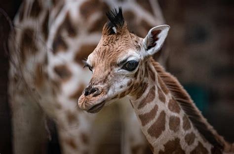 Wion Climate Tracker Uk Chester Zoo Cameras Capture Rare Giraffe