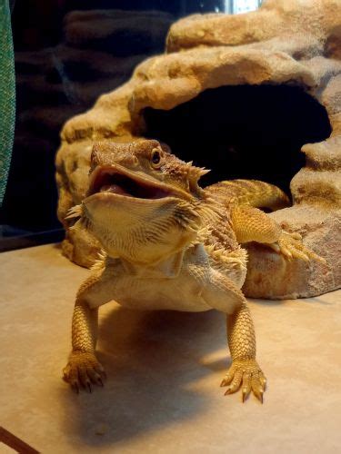 What is bearded dragon's yellow fungus? Treating Yellow Fungus Disease • Bearded Dragon . org