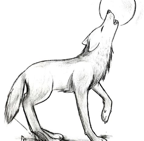 How To Draw Howling Wolf Sosteachers Co Wolf Howling Drawings Wolf