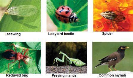 A quick breakdown of pest analysis. Blackgram & Greengram: Natural Enemies — Vikaspedia