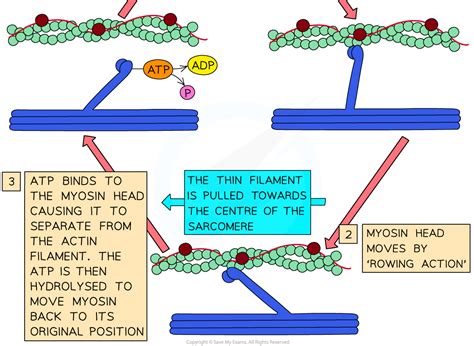 Sliding Filament Model Of Muscular Contraction 15112 Cie A Level