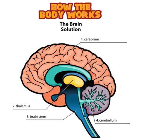 The central nervous system or cns include the brain and spinal cord. Body Systems Clipart at GetDrawings | Free download