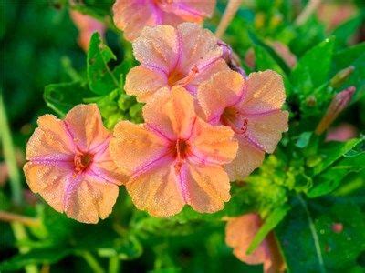 Goombas, initially called little goombas, are one of the major species of the mario franchise. Salmon Sunset Marvel of Peru Four O'Clock | Clock flower ...
