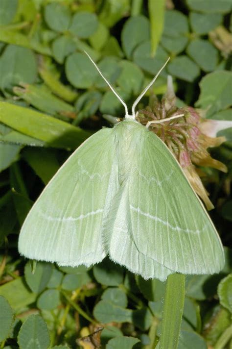 Small Emerald Moth Stock Image Image Of Wings Night 21528455