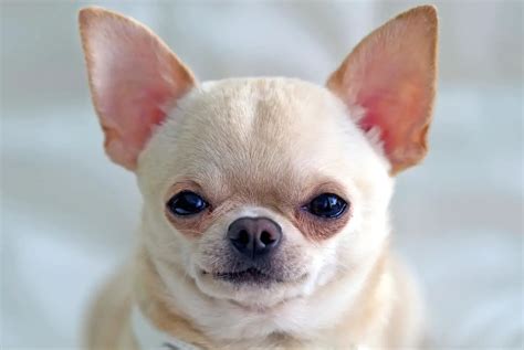 5 Humane Methods To Get Your Chihuahuas Ears Standing Up
