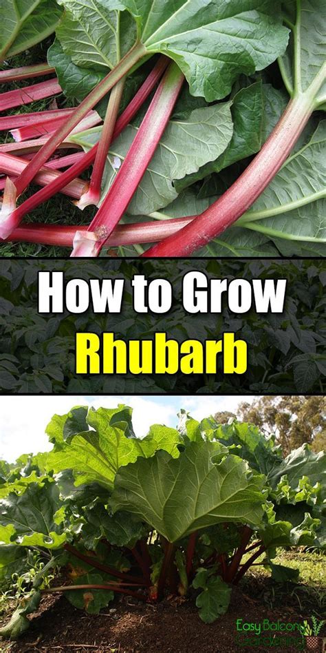How To Grow Rhubarb Easy Balcony Gardening Growing Rhubarb