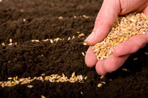 Finally, something for you to eat! 5-29-15 Plant seeds to your success in....... - Lynn Hazan