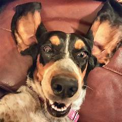 Paws Up For Craigslist San Diego S Haven For Animal Companions