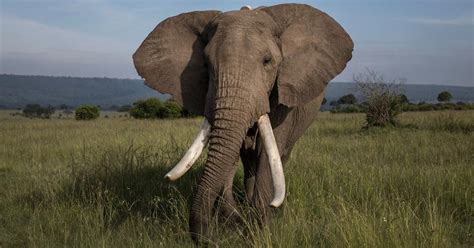 The New Big 5 Redefined As Animals To Photograph Not Hunt