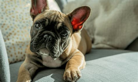 In winter time their hair gets thicker as they grow a warmer coat, but old hairs will still shed too. Boston Terrier vs French Bulldog—What's the Difference?