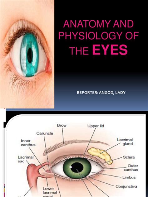 Anatomy And Physiology Of The Eyes Pdf Human Eye Visual System