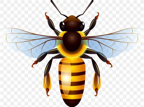 Honey Bee Honey Bee Clip Art Png 2244x1667px Bee Arthropod Honey