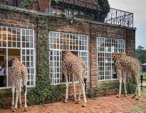 Stay At Giraffe Manor Nairobi Kated