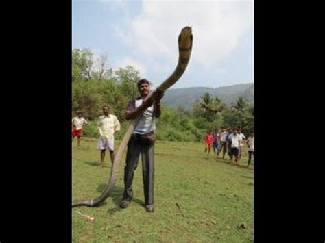 How to get rid of copperheads naturally (both yard and. The King Cobra Vs Python - Pets - Nigeria