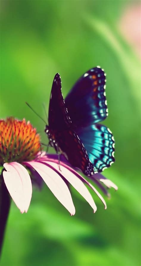 Wonderful Butterfly On A Flowers Summer Wallpaper