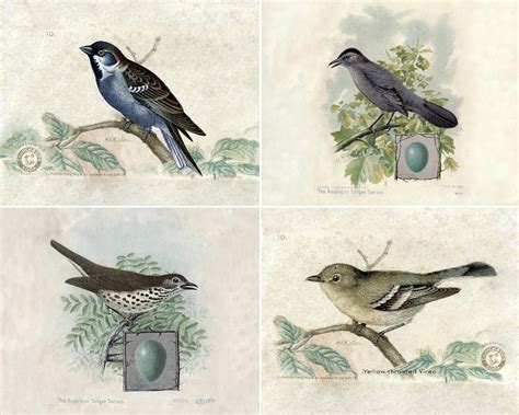 Vintage Bird Prints Printable Ella Claire And Co