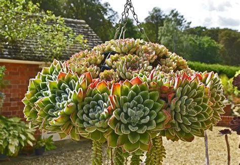 Some Hanging Succulents Ideas To Inspire You Bloggarden Cafex Biz