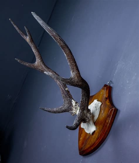 Japanese Sika Deer Skull Cap And Antlers On Shield Ans314 Antlers