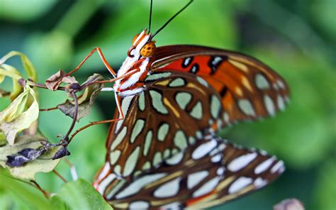 butterflies, Closeup, Animals, Butterfly Wallpapers HD / Desktop and ...