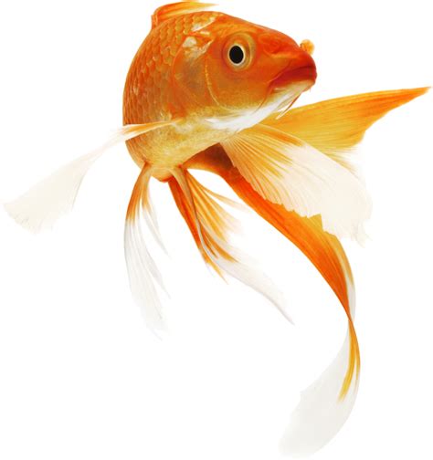 Goldfish Transparent Png Clipart Full Size Clipart 2782901