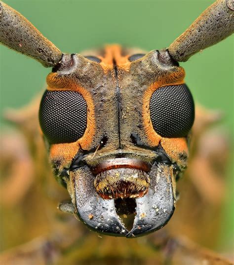 Longhorn Beetle Longhorn Beetle Beetle Insect Macro Photography Insects