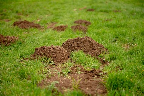 Mole Control Michigan Landscape Professionals