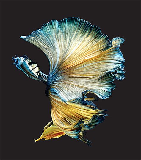 Iphone6 And The Thai Siamese Fighting Fish Photographer Visarute