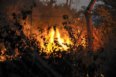 Haruki murakami(based on the short story barn burning by). Why we must stop burning our forest and bushland