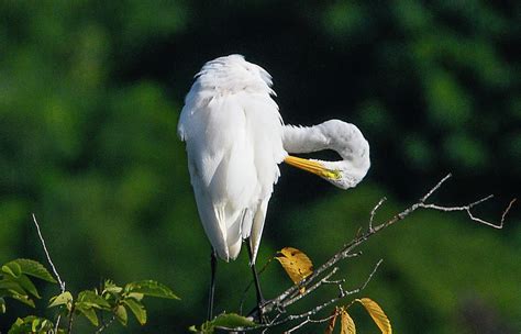 Great Egret Preening Photograph By Claire Gruneberg Pixels