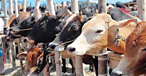 Cattle rearing was profitable as it adds subsidiary income to family. CATTLE REARING FREE TRAINING E-BOOK