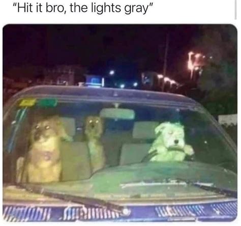 Hit It Bro The Lights Gray Funny