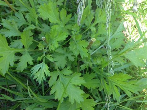 Use them in commercial designs under lifetime, perpetual & worldwide rights. identification - What is this sweet smelling herb-like ...