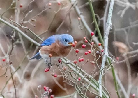 Eastern Bluebird Indiana Audubon