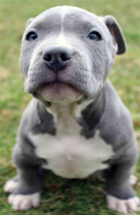 Download Super Cute Pitbull Puppy Wallpaper Wallpapers Com