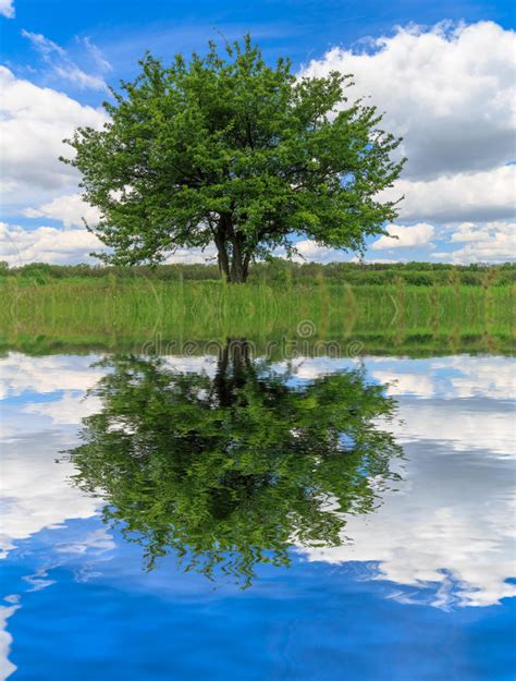 Alone Green Tree And Water Reflection Stock Photo Image Of Scene
