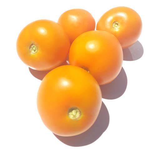 Orange Favourite Tomato Glen Seeds