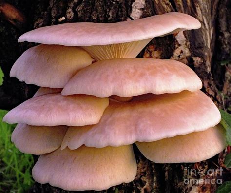 Shelf Fungi 1 Photograph By Cindy Treger Pixels