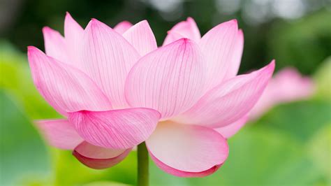 If you love flowers, this one should definitely make its way to your system. Wallpaper lotus, flower, 4k, Nature #16051