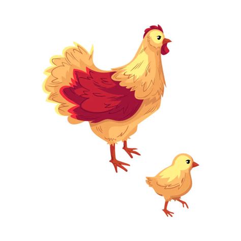Two Cocks Illustrations Royalty Free Vector Graphics And Clip Art Istock