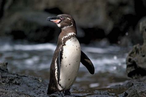 5 Fakta Penguin Galapagos Spesies Penguin Yang Hidup Di Iklim Tropis