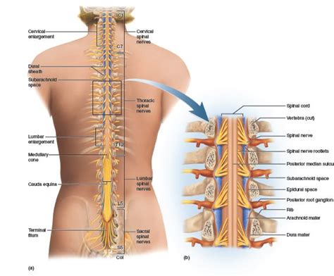 The Spinal Cord Posterior Aspect The Spinal Cord Is A Cylinder Of