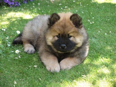 Eurasier History Personality Appearance Health And Pictures