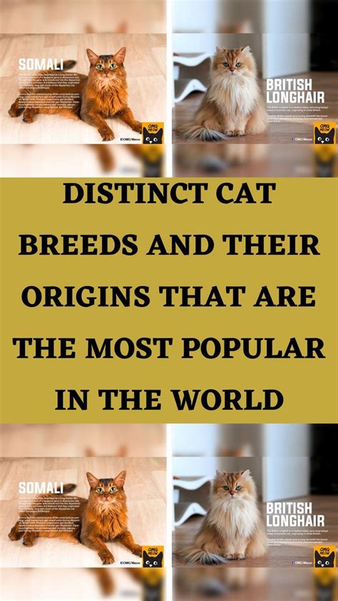Distinct Cat Breeds And Their Origins That Are The Most Popular In The