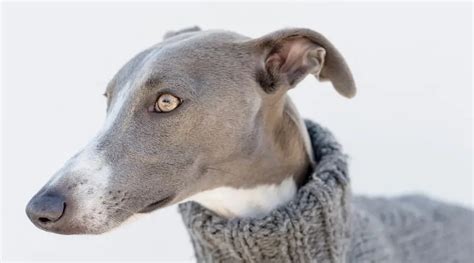 Whippet Dog Breed Information Facts Traits Pictures And More